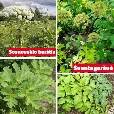 Teminė nuotrauka: Sosnovskio barščio žiedynas ir lapai