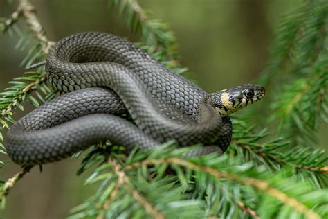 Nuotrauka, iliustruojanti nusidėvėjusį trapecinį diržą