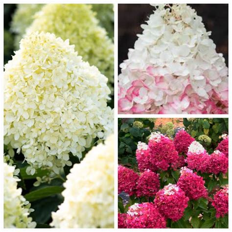 Šluotelinės hortenzijos (Hydrangea paniculata) krūmas su žydinčiais piramidiniais žiedynais