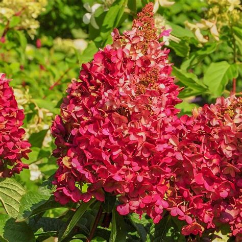 Stambūs Hydrangea paniculata 'Wim's Red' žiedynai, keičiantys spalvą nuo baltos iki raudonos
