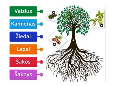 Dyzelinio purkštuko scheminė diagrama su dalių išdėstymu ir komponentais