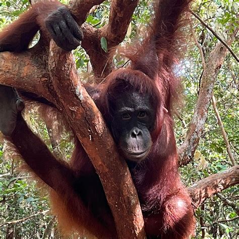 Birutė Galdikas Borneo salos džiunglėse su orangutanu