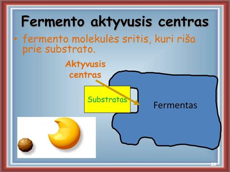 iliustracija, vaizduojanti fermento ir substrato sąveiką (rakto ir spynos principas)