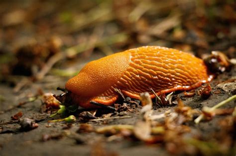 Schema, kaip veikia priešrūkiniai žibintai ir kada juos naudoti