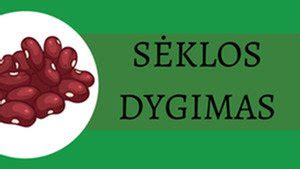 Sėklos dygimas derlingoje žemėje