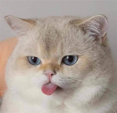 iliustracija, kaip išmetamosios dujos iš priekyje važiuojančio automobilio patenka į saloną