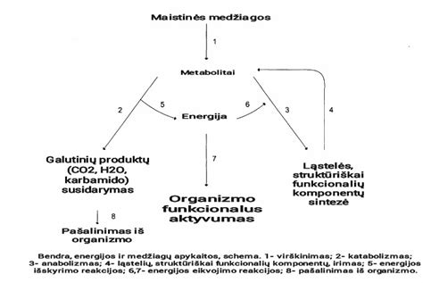 schema, iliustruojanti kenksmingų medžiagų poveikį žmogaus organizmui