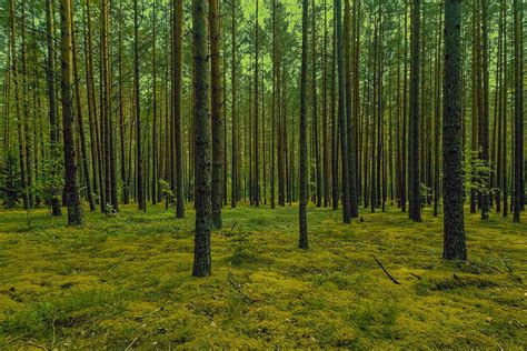 Tematinė nuotrauka: miškai ir fauna Virdžinijos valstijoje