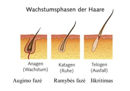 Schema, iliustruojanti plaukų augimo ciklo fazes ir streso poveikį joms
