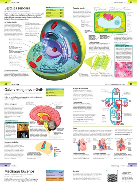 Infografika: akustinio kilimėlio sandara ir SBR putų mikrostruktūra