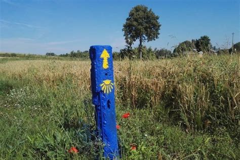 Šv. Jokūbo kelio ženklo - geltonos kriauklės mėlyname fone - iliustracija