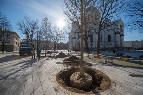 Nuotrauka: stilizuotos „Camino Lituano“ kriauklės Kauno Laisvės alėjoje ant grindinio