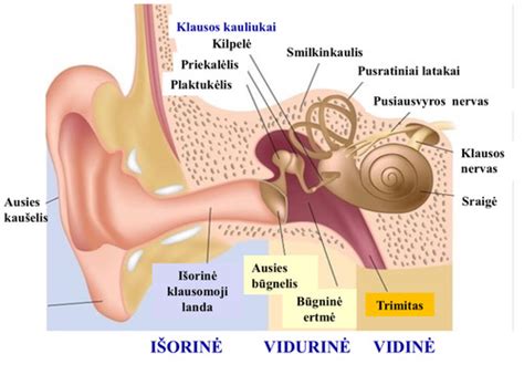 Duslintuvo vidinės sandaros diagrama (perpjauta)