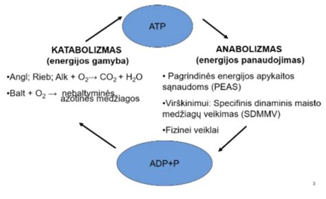 infografika, iliustruojanti anabolizmo ir katabolizmo procesus organizme