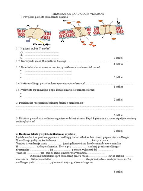 Schema: Akumuliatoriaus vidinė sandara ir elektrodų veikimas