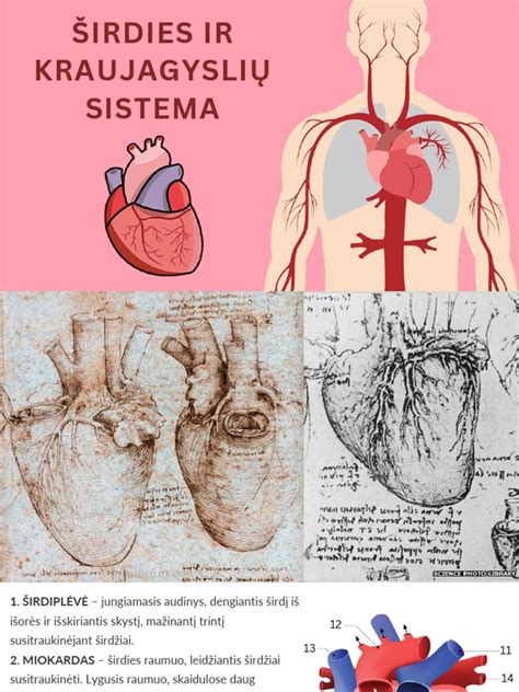 Schema, iliustruojanti širdies ir kraujagyslių sistemos darbo gerėjimą važiuojant dviračiu