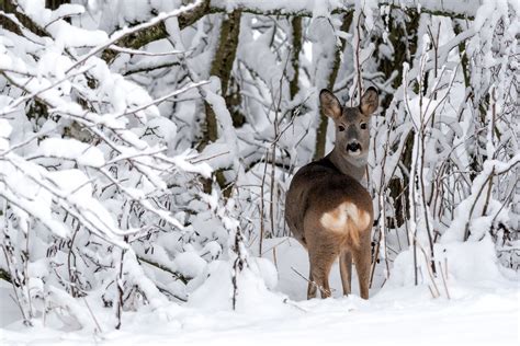 Snowkitingas žiemą