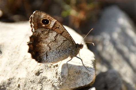 Statistika apie atvirose teritorijose kilusius gaisrus skirtingais laikotarpiais