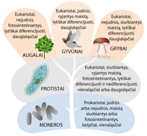 PSA HDi variklių šeimos schema ir evoliucija