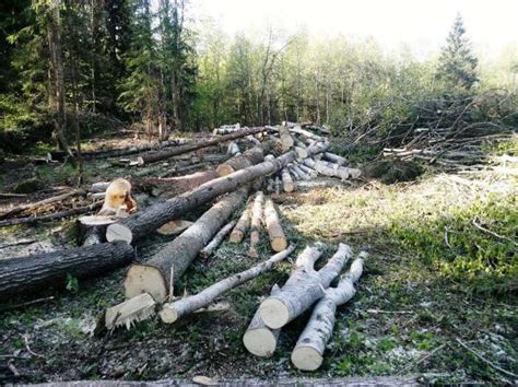 Tematinė nuotrauka: miško kirtimas ir medienos sandėliavimas