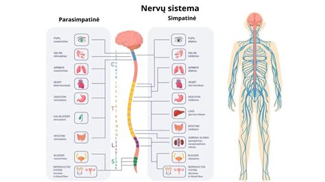 Schema, iliustruojanti kaip skirtingi vaistai veikia centrinę nervų sistemą ir vairavimo gebėjimus