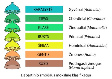 Angliavandenilių klasifikacijos schema su pavyzdžiais