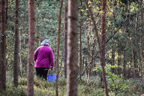 Teminė nuotrauka: žmogus su krepšiu miške renka grybus