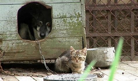 medelis, pririštas prie dviejų atraminių kuolų