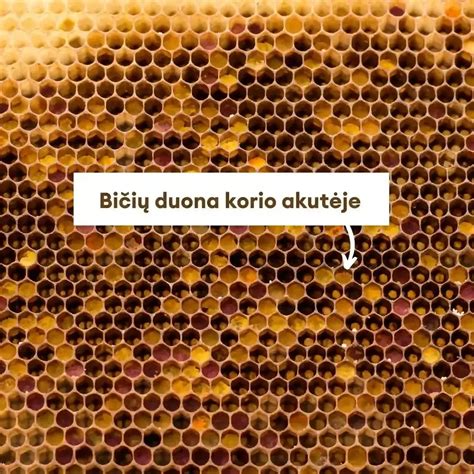 Katalizatoriaus bičių korio struktūros pjūvis