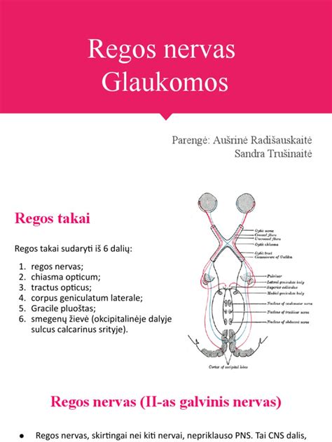 Spalvų suvokimo anatomija: kūgeliai, tinklainė, regos nervas, regos žievė