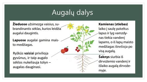 Infografika apie pavarų dėžės fiksavimo kaištį ir jo funkciją