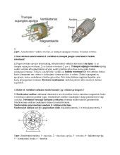 Asinchroninio variklio pjūvis su statoriaus ir rotoriaus elementais