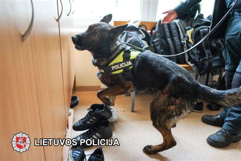 Policijos kinologai su šunimis, ieškantys dingusio vairuotojo po avarijos