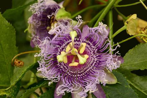 Infografika, iliustruojanti skirtingas pasiflorų rūšis ir jų vaisius.