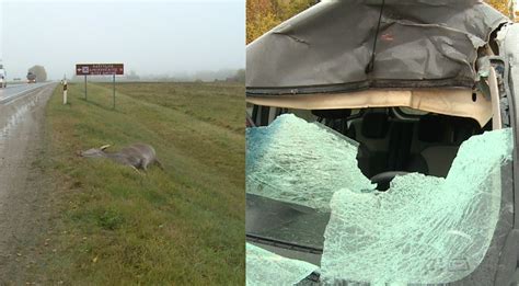 Apdužęs priekis Skoda automobilio po susidūrimo su šernu. Nuotraukoje gali būti matomas ir kelkraštis.