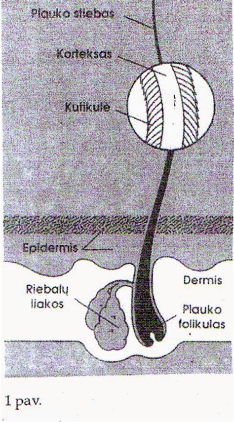 Plauko folikulo ir stiebo struktūros schema