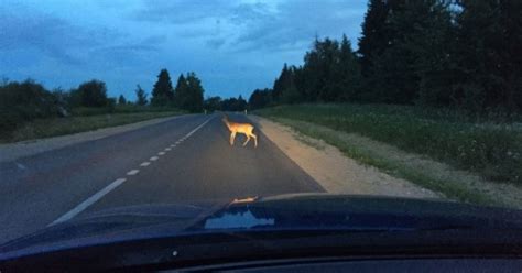 nuotrauka, demonstruojanti smarkiai apgadintą automobilio priekinę dalį po susidūrimo su stambiu gyvūnu