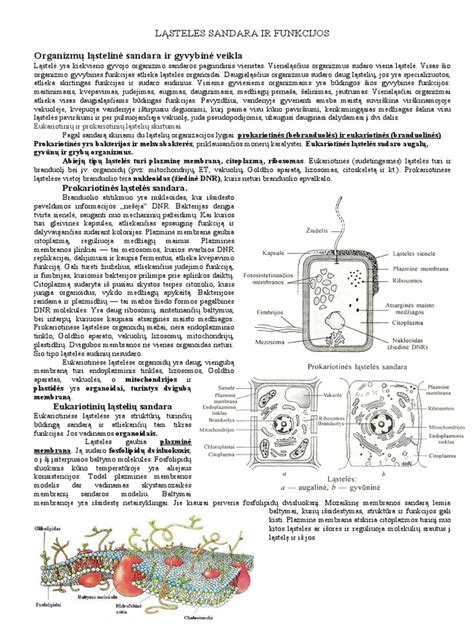 Schema: hidrostatinės transmisijos sandara ir veikimas
