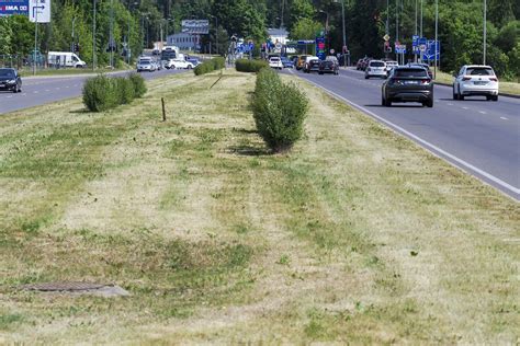 Teminė nuotrauka: vyras su benzinine krūmapjove pjauna tankią žolę