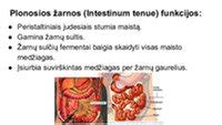 schema: galinio žibinto sandara ir pagrindiniai komponentai