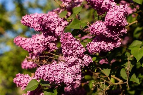 Schematinis vaizdas, kaip neteisingai sumontuota tarpinė gali blokuoti alyvos pratekėjimą