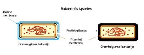 pieno bakterijų paveikslėlis dirvožemyje, mikroorganizmų iliustracija