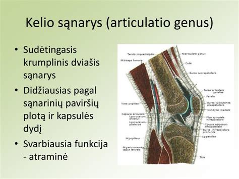 Kelio girnelės anatomija ir jos padėtis sąnaryje