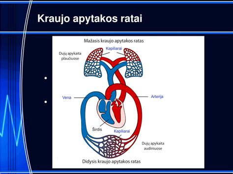 schema, rodanti žmogaus širdies ir kraujagyslių tinklą bei kraujo apytakos ratą