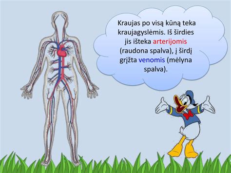 infografika, iliustruojanti dažniausius sutrikusios kraujotakos požymius žmogaus kūne