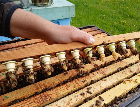 Scheminis transformatoriaus pjūvis su pažymėtais pagrindiniais komponentais: šerdimi, apvijomis, baku ir įvorėmis, pabrėžiant izoliacijos vietas.