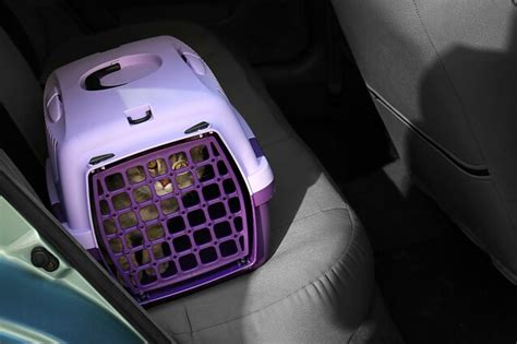 Katė patogioje transportavimo dėžėje automobilyje