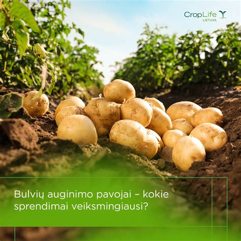 Schematinis įvairių bulvių auginimo metodų palyginimas