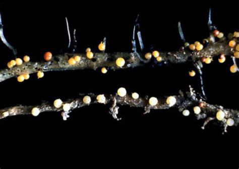 Bulvių nematodų pažeistos šaknys