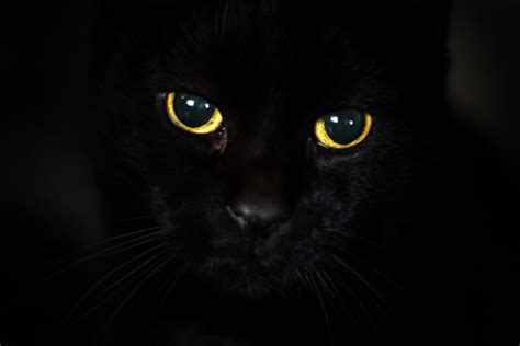 Iliustracija, lyginanti skirtingų gyvūnų akių sandarą ir spalvų suvokimą.